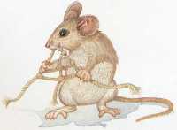 The mouse freeing the lion The mouse freeing the lion