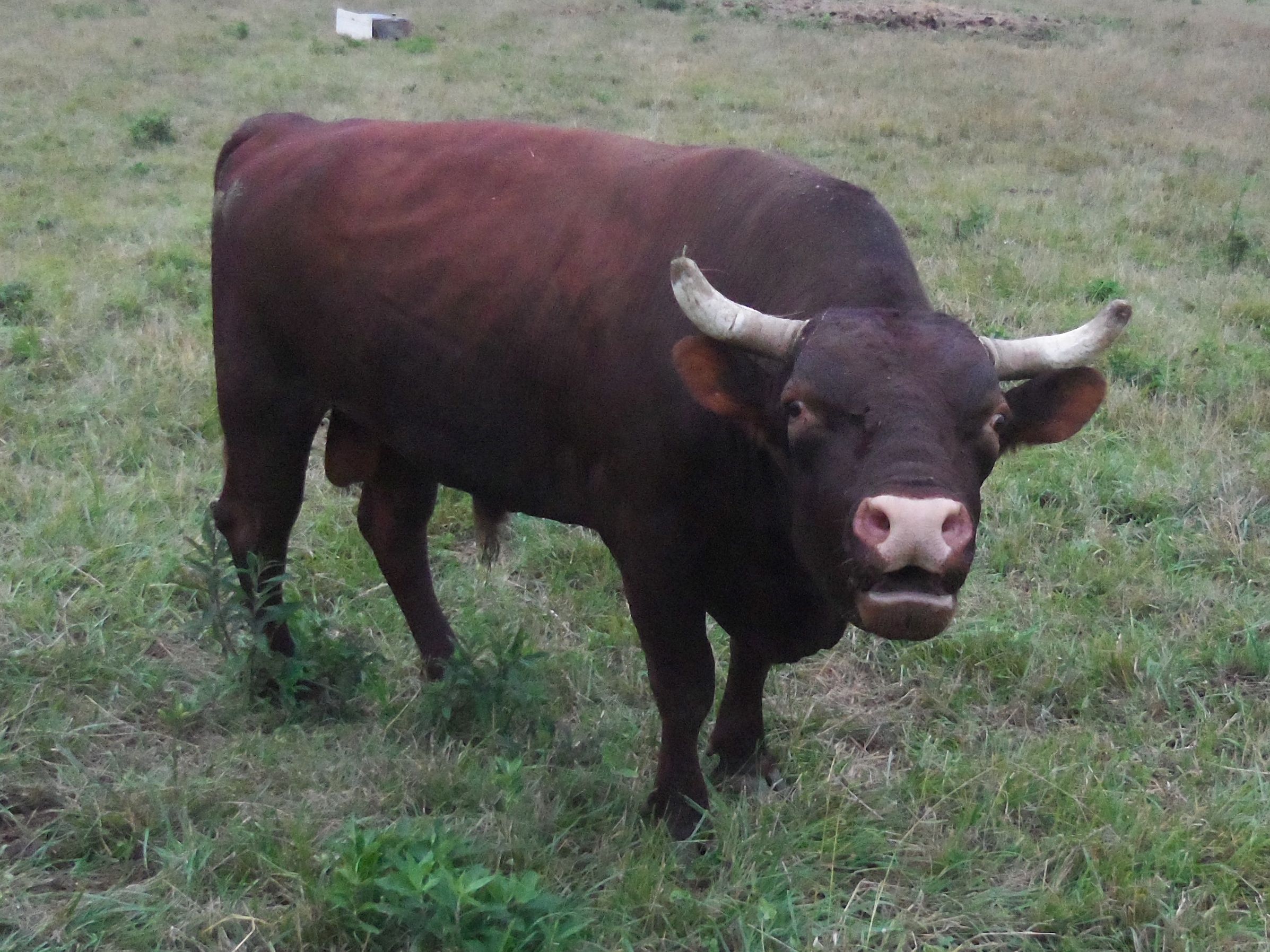 Bull, Ox