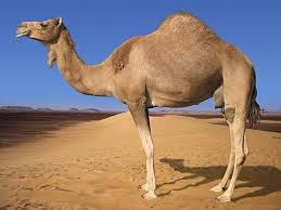 Camel
