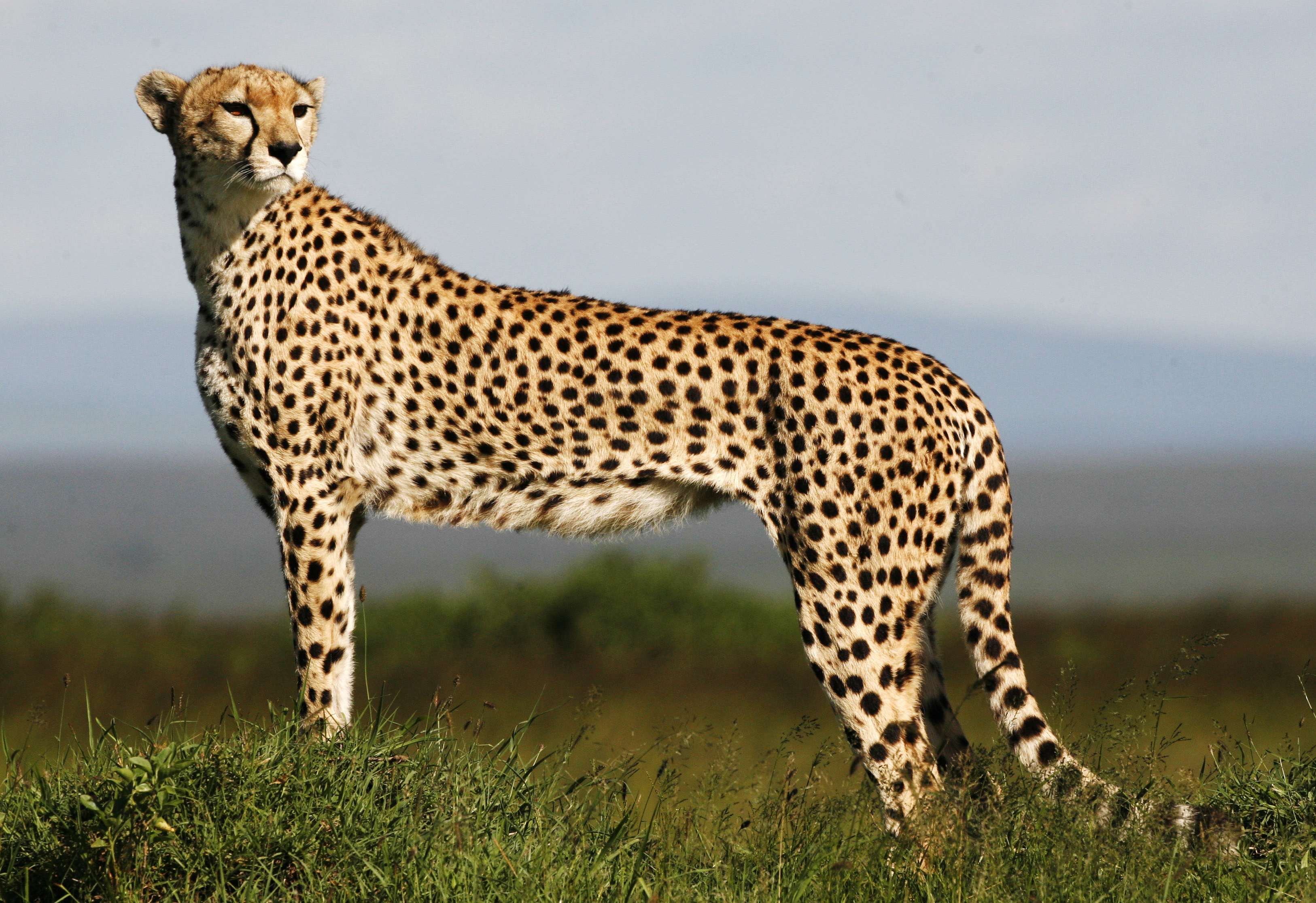 Cheetah, Leopard