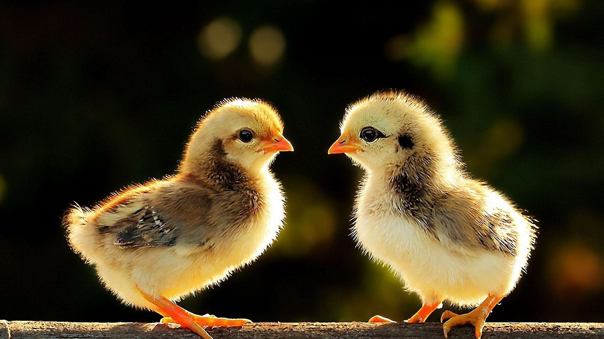 Chicken