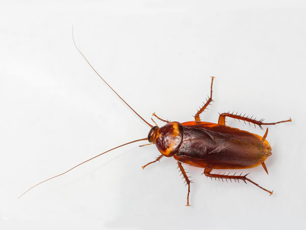 Cockroach