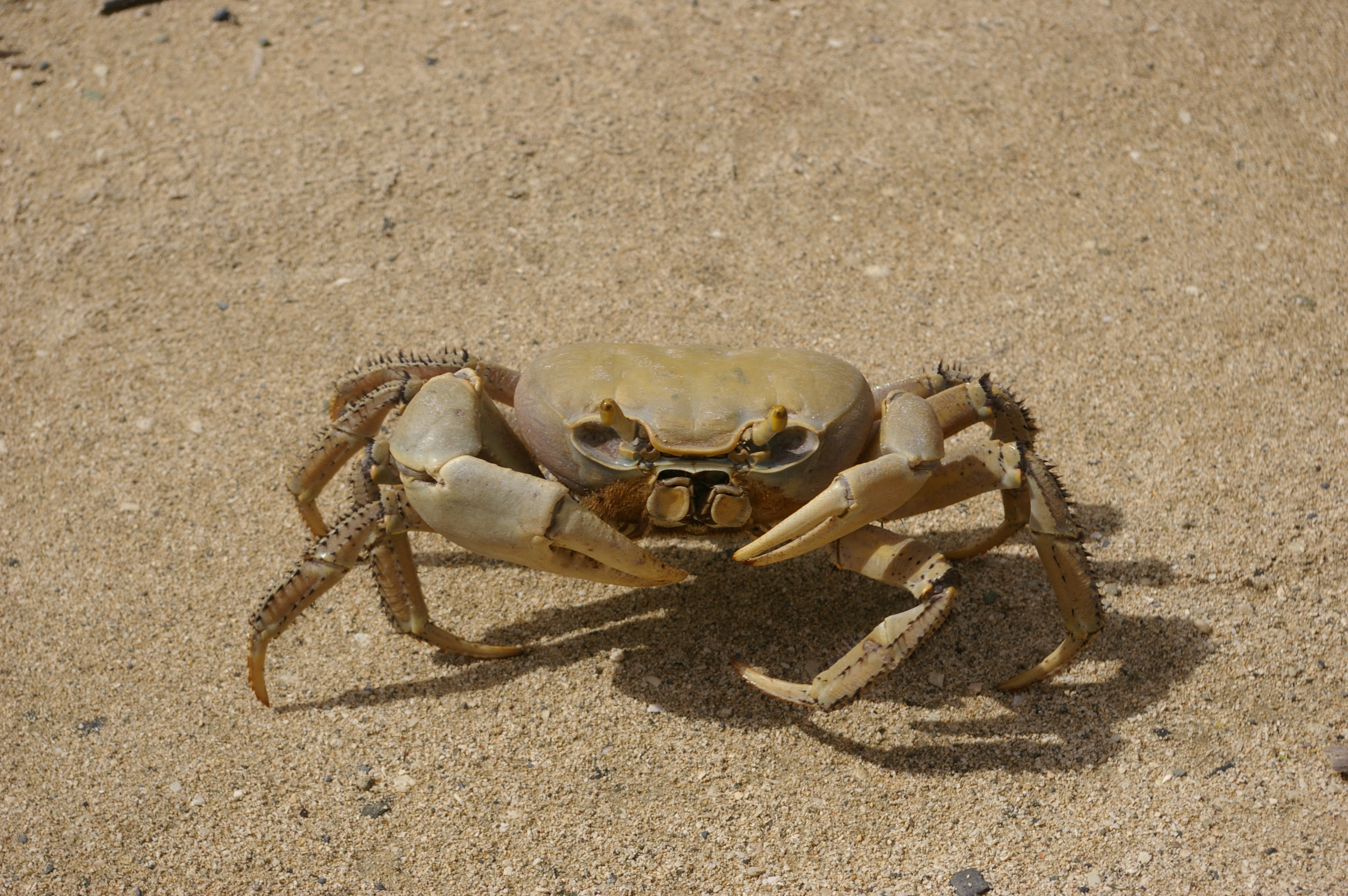 Crab