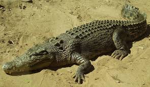 Crocodile