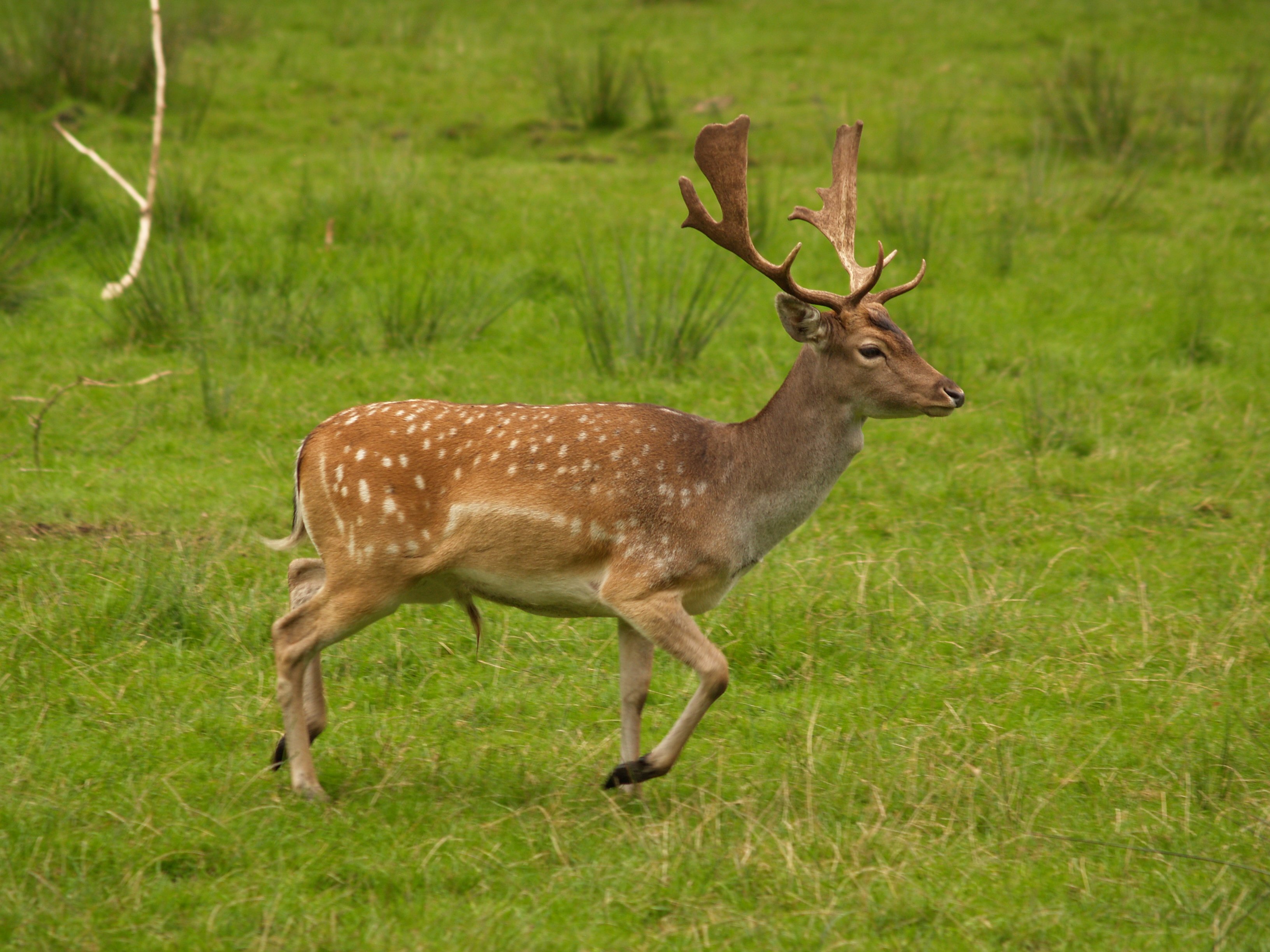 Deer