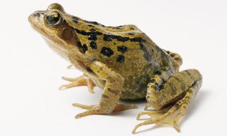 Frog