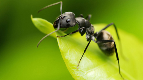 Ant