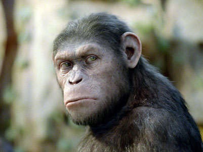 Ape