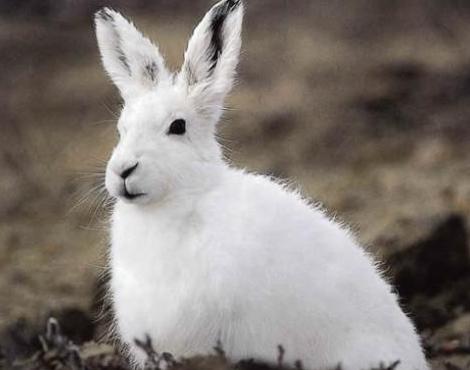 Hare
