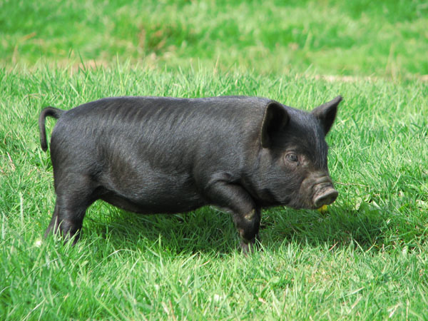 Hog
