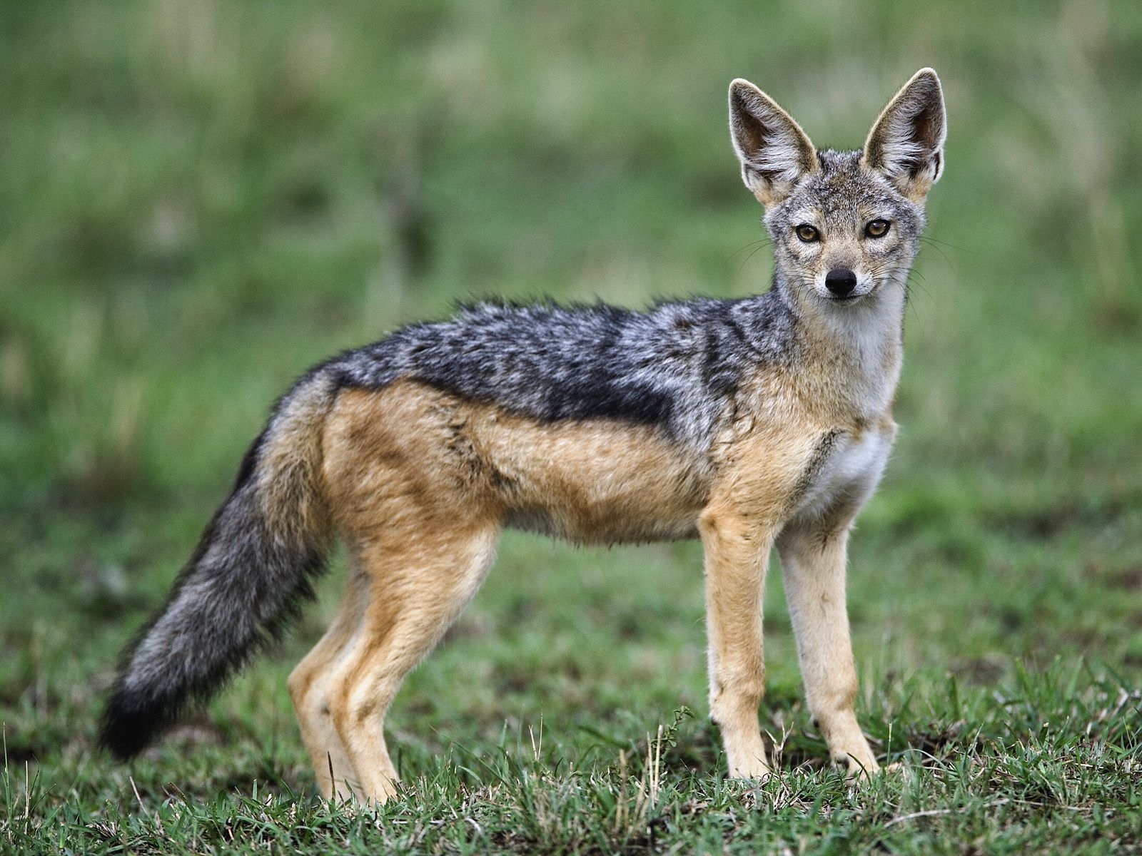 Jackal