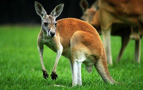 Kangaroo