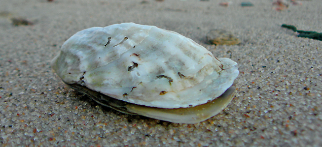 Oyster