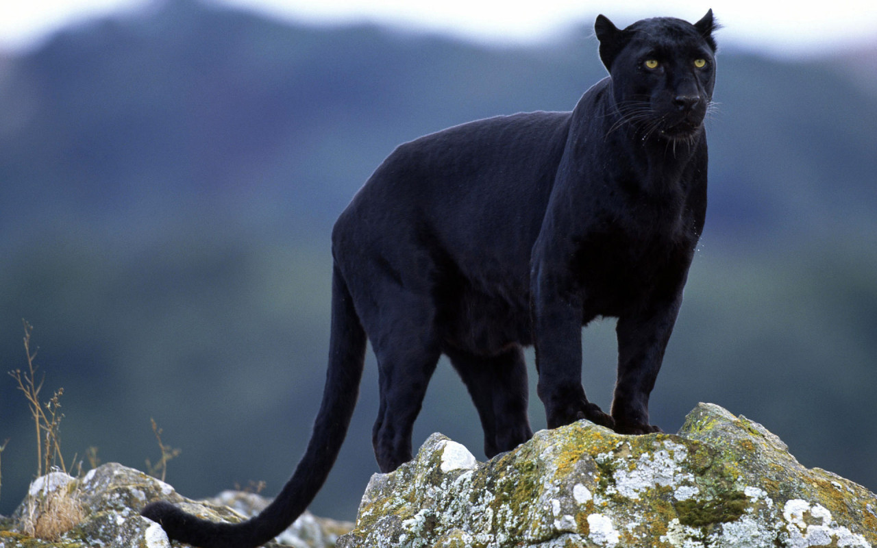 Panther