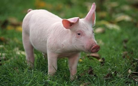 Pig