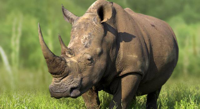 Rhinoceros