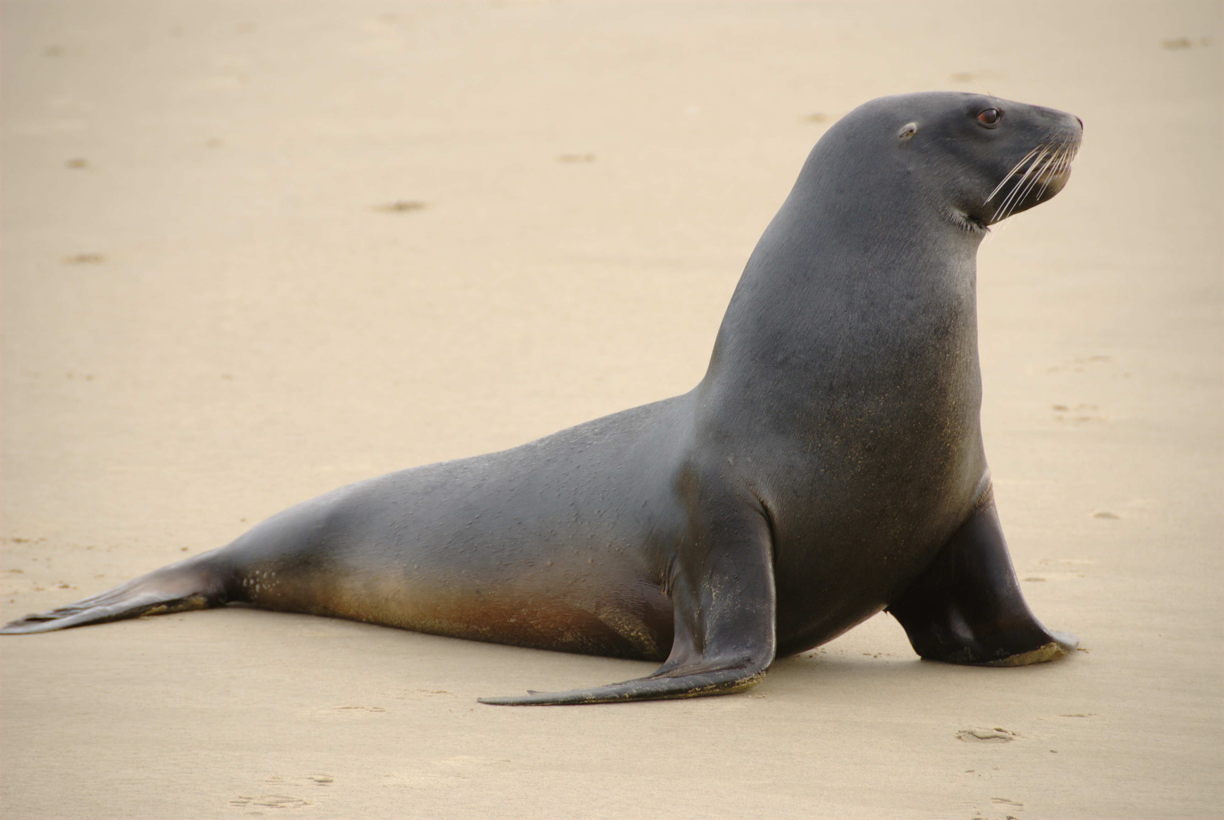 Sea lion