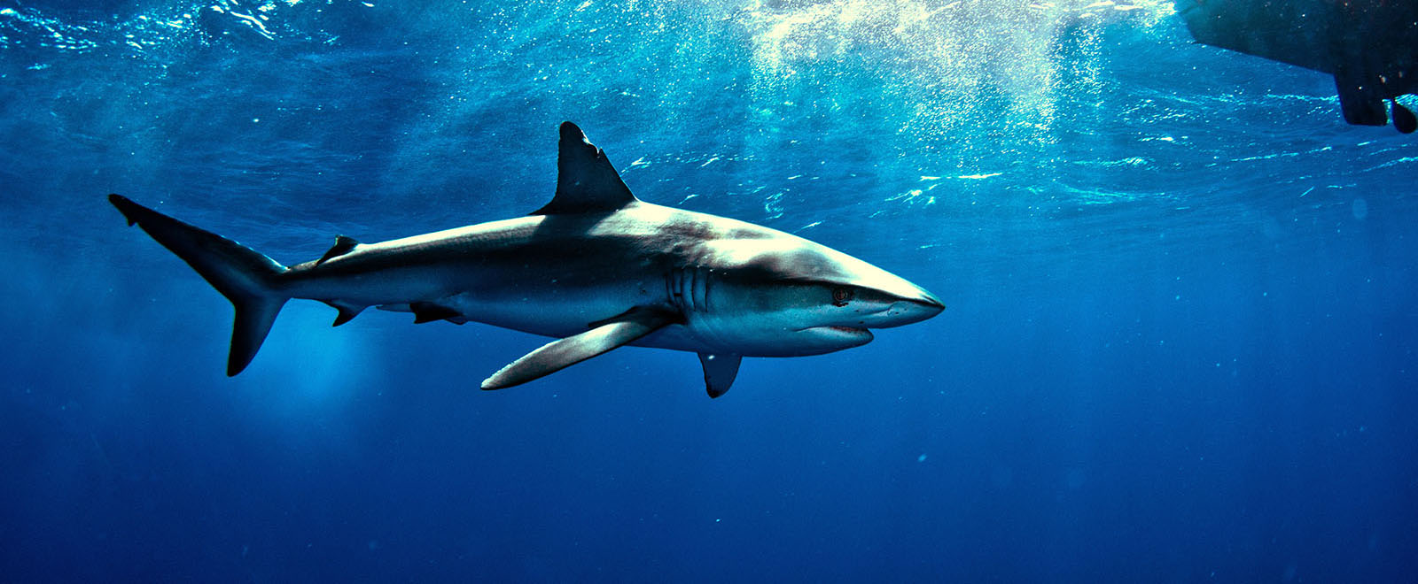 Shark