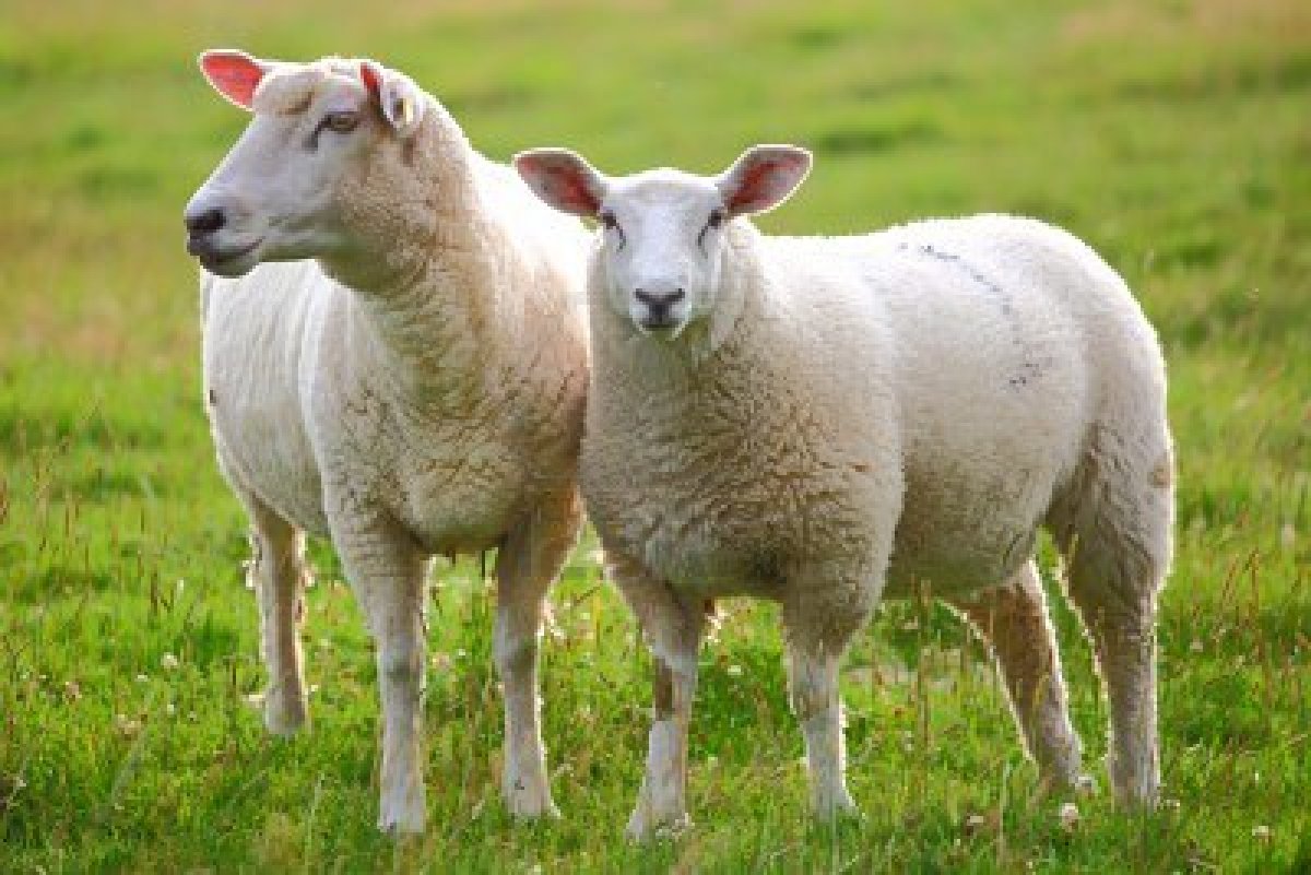 Sheep