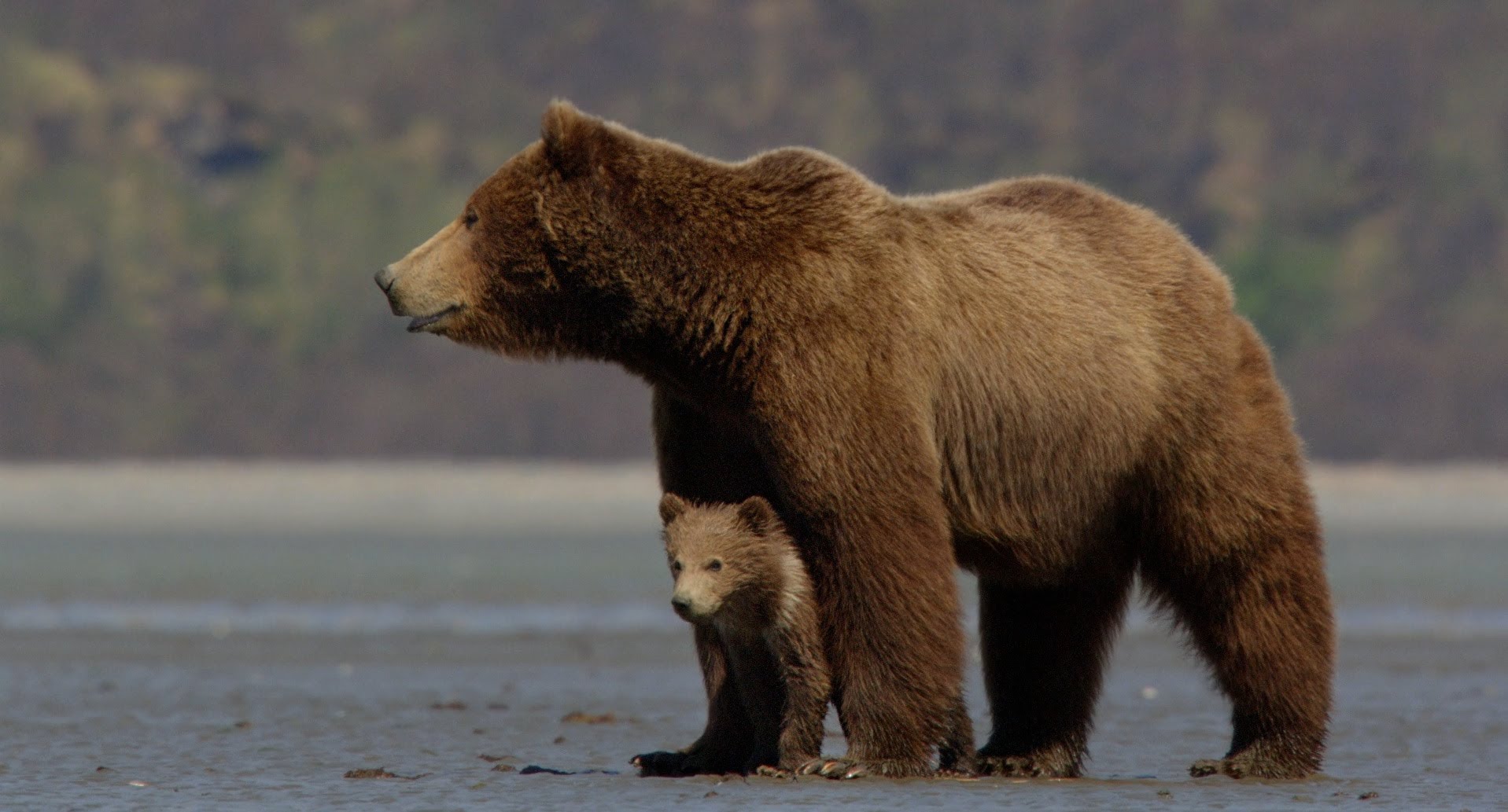 Bear