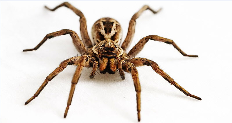 Spider