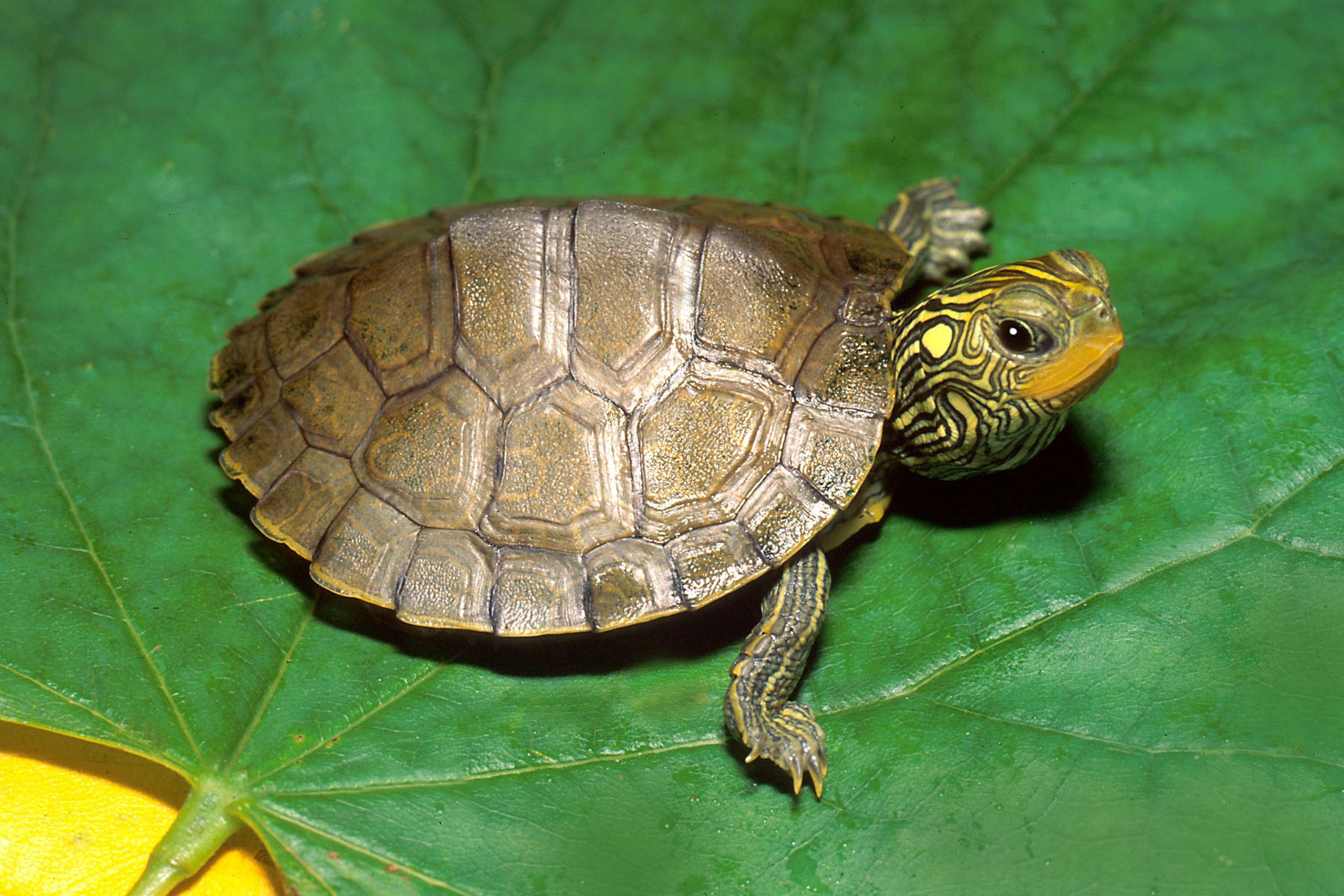 Turtle