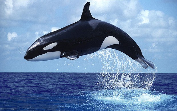 Whale