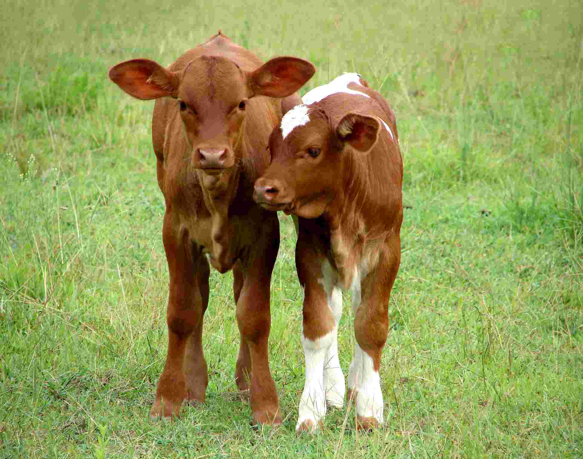 Calf