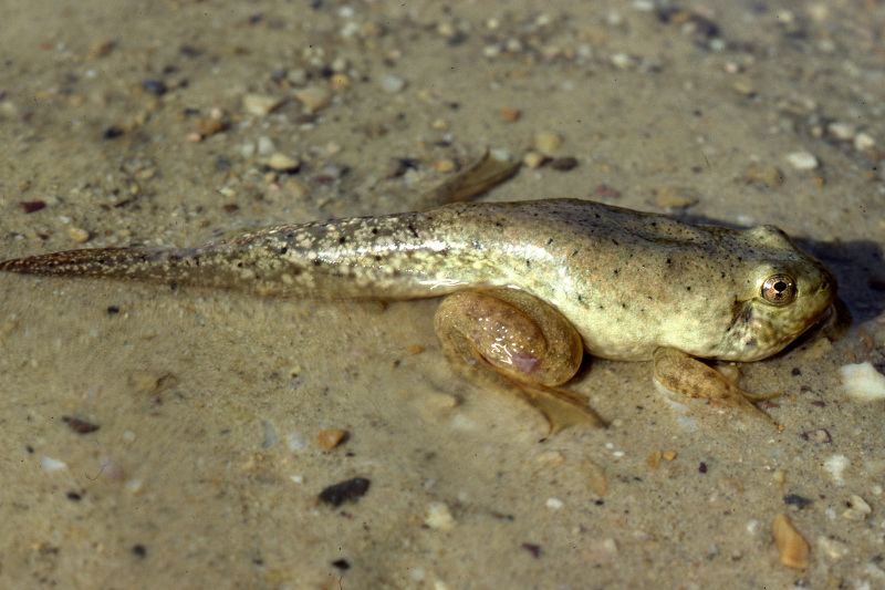 Tadpole