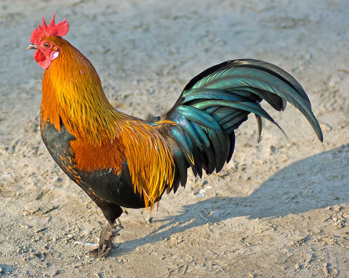 Cock
