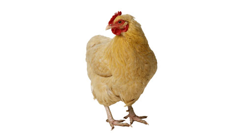 Hen