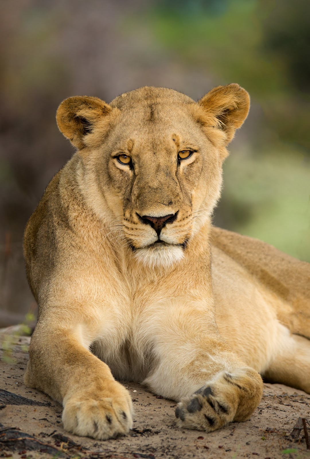 Lioness