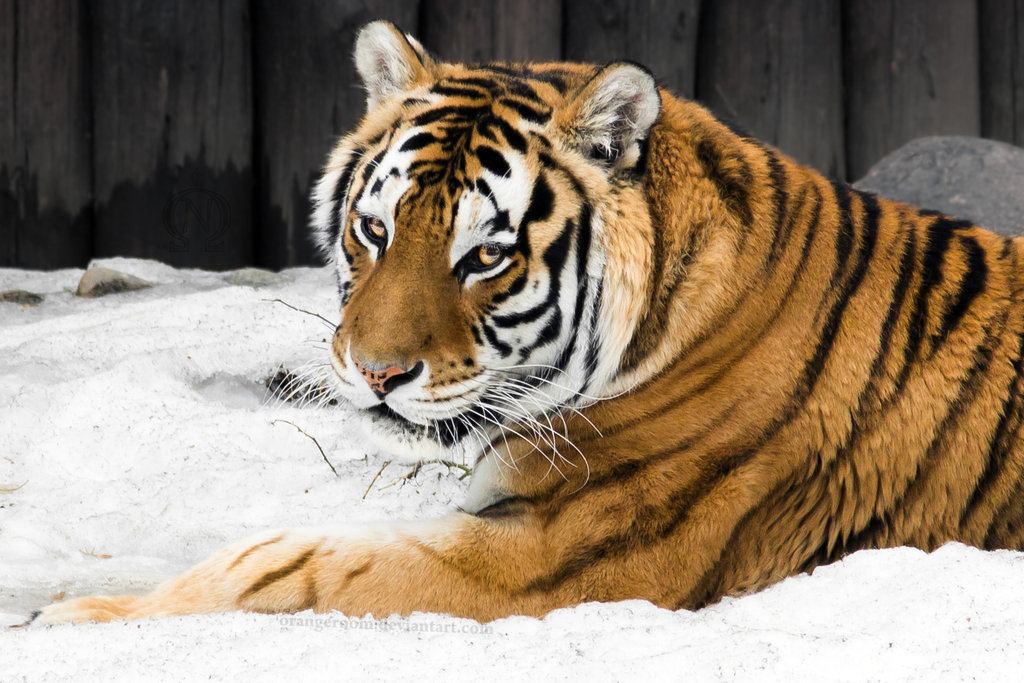 Tigress