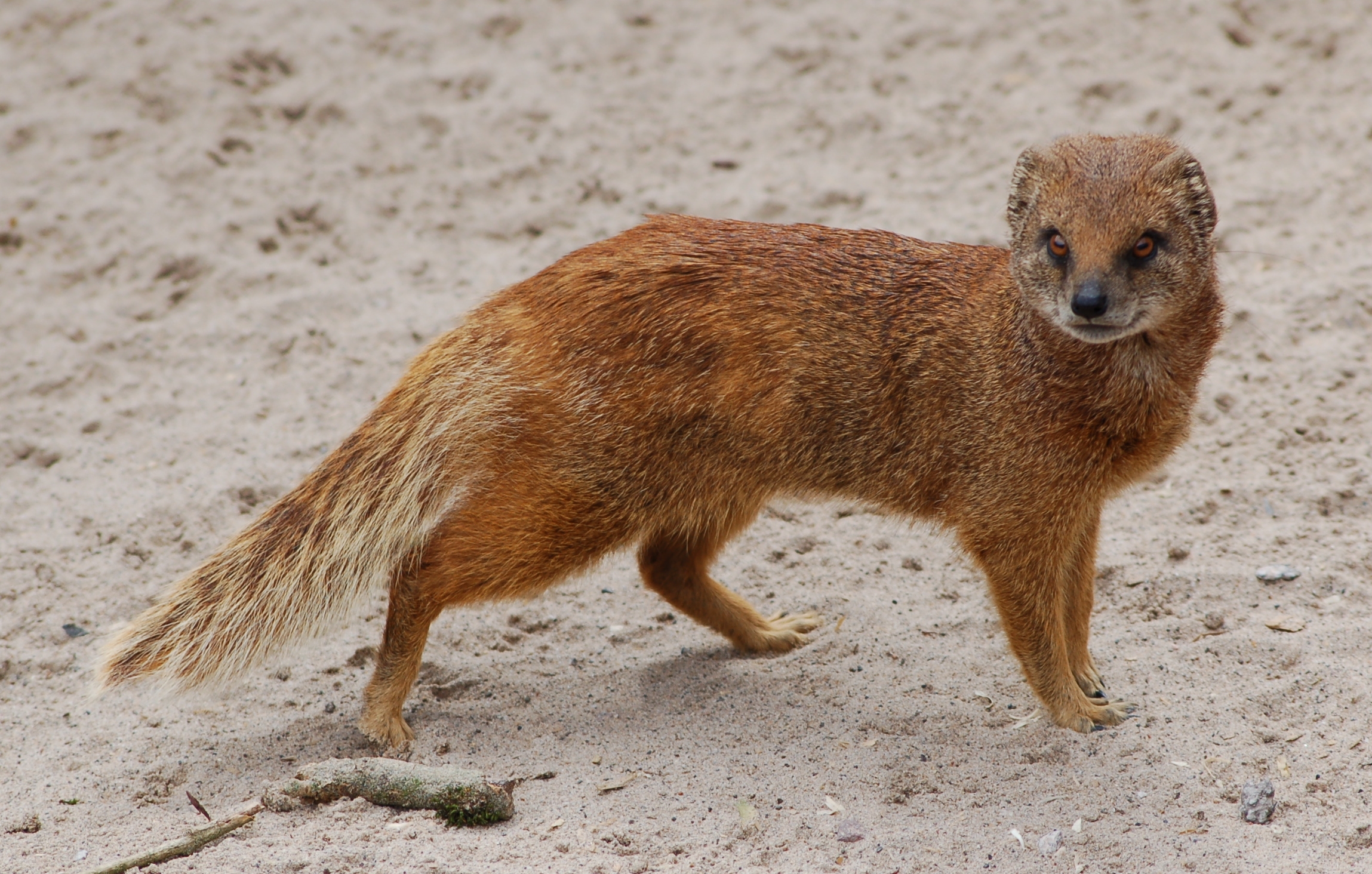 Mongoose