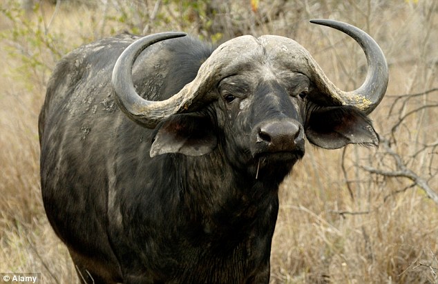 Buffalo