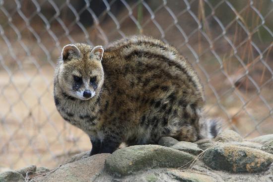 Civet-cat