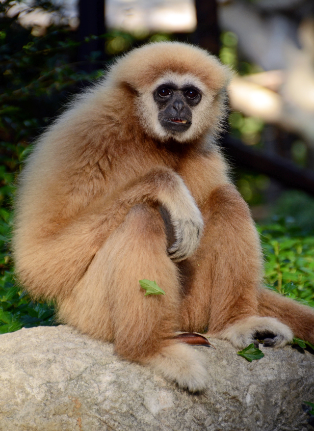 Gibbon
