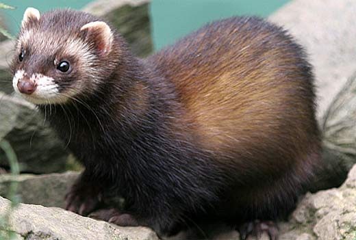Polecat