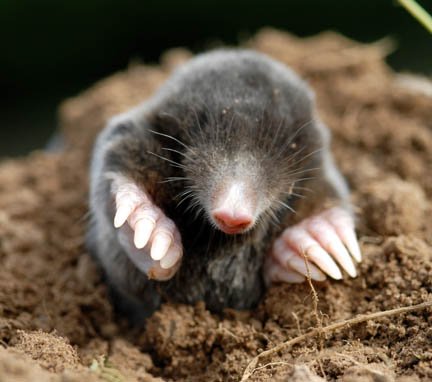 Mole, Musk-rat