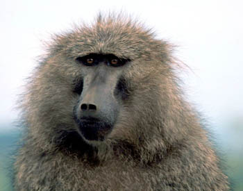 Baboon