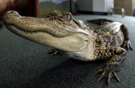 Alligator