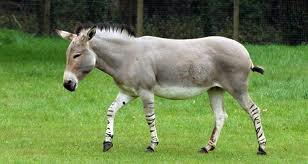 Ass/ Donkey