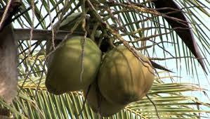 Coconut