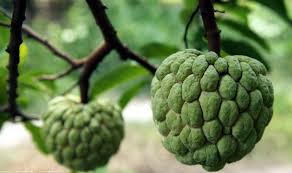 Custard Apple