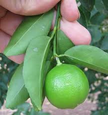 Lime