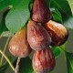 Fig 