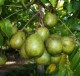 Hog plum