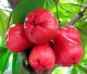 Jambu