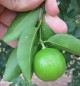 Lime
