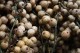 Rattan Fruit